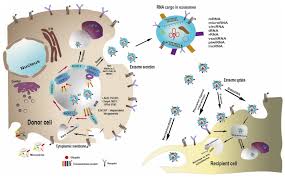 Harnessing the mesenchymal stem cell secretome for regenerative urology
