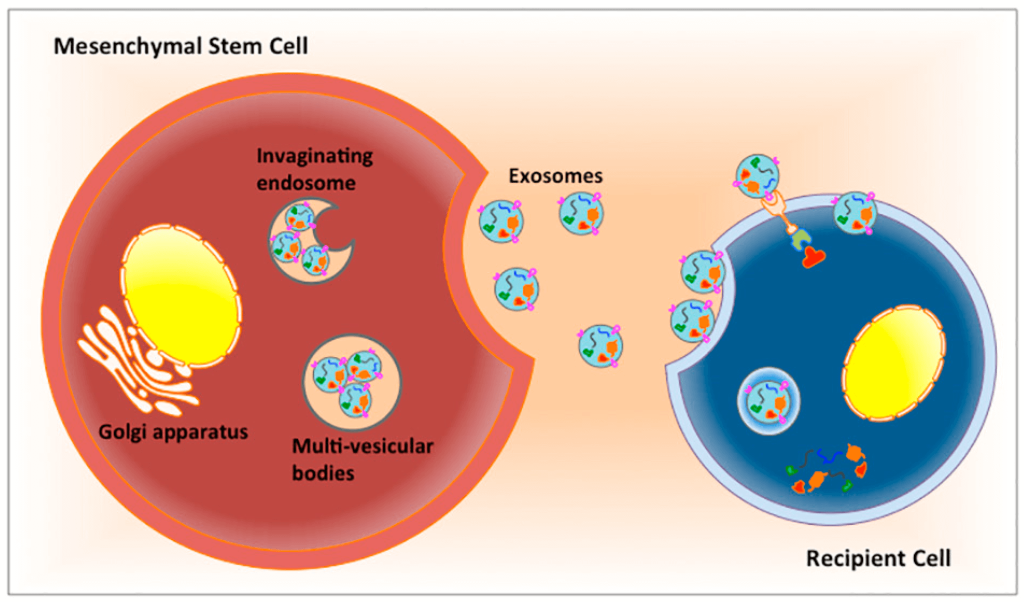 What you need to know about Exosomes?